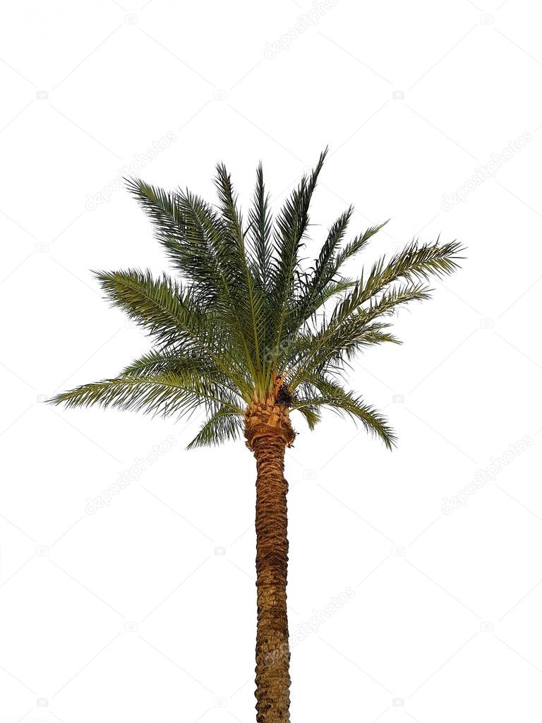 Palm tree on sky background