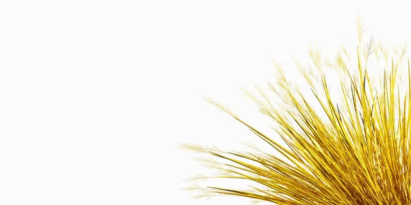 Obraz Szczekanej Rośliny Pole Kolorze Złotym Izolowane Białym Tle Baner — Zdjęcie stockowe
