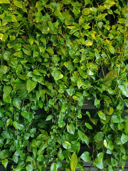 Grüne Mauer Umweltfreundlicher Vertikaler Garten Banner Symbol — Stockfoto