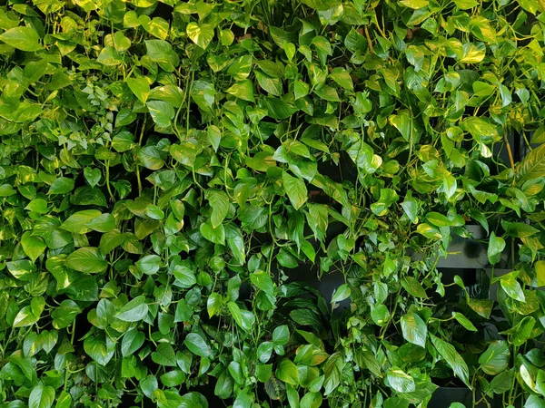 Зеленая Стена Экологически Чистый Вертикальный Сад Баннер Икона — стоковое фото