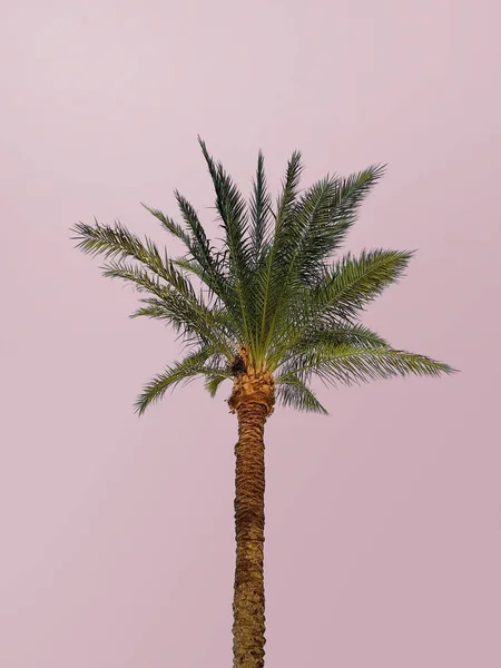 Palm tree isolated on a pink background, surrealism, icon, wallpaper, art