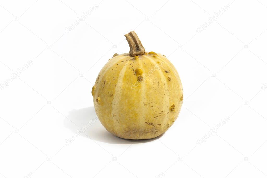 pumpkin in studio isolated on white background, icon, banner, place for text