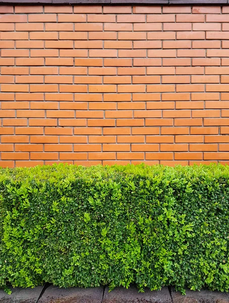 レンガの柵や壁や断片を背景にした緑のヘッジ — ストック写真