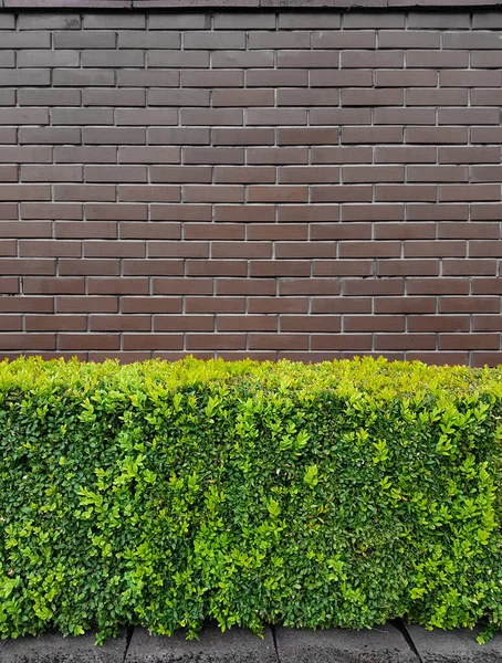 Haie Verte Sur Fond Une Vieille Clôture Mur Briques Brunes — Photo