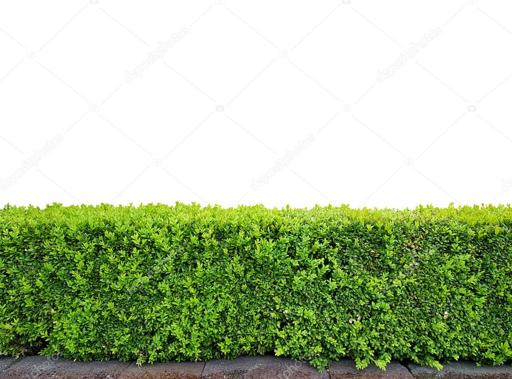 decorative trimmed bush isolated on white background, banner or mock