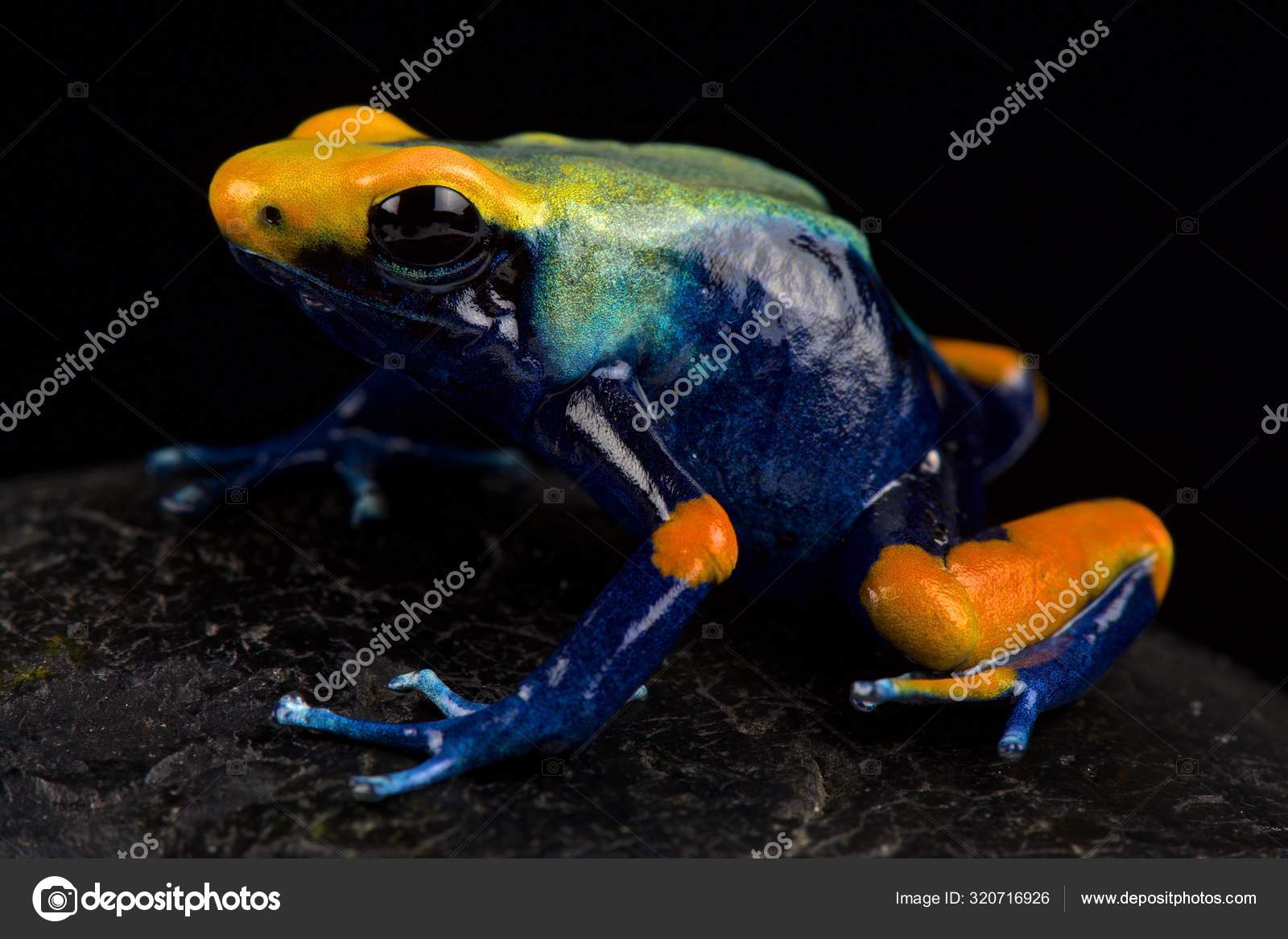 Peacock Dart Frog Dendrobates Tinctorius Tumucumaque Stock Photo by