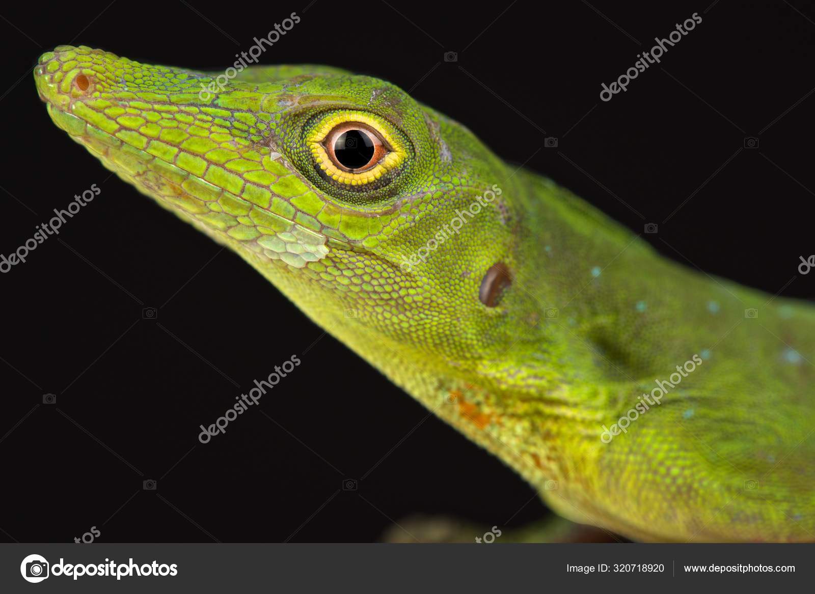 Imágenes de Green anolis lizard libres de derechos | DepositPhotos, image size:1600x1167