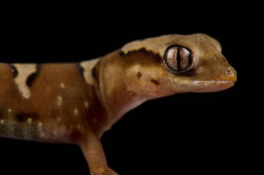 İnce yüzlü kertenkele (Diplodactylus Pulcher)