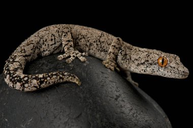 Doğu dikenli kertenkele (Strophurus ara aralığı)