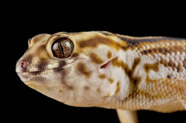 Farsça Wonder gecko (Teratoscincus keyserlingii)