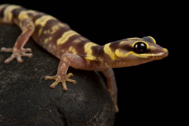 Western marbled gecko( Oedura fimbria) clipart