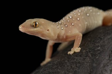 Western gecko (Strophurus elderi) clipart
