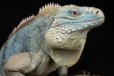 Grand Cayman mavi Iguana (Cyclura lewisi)