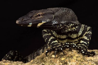 Dantel monitörü (Varanus varius) 