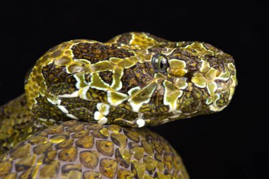 Mangshan pitenper (Protobothrops mangshanensis)