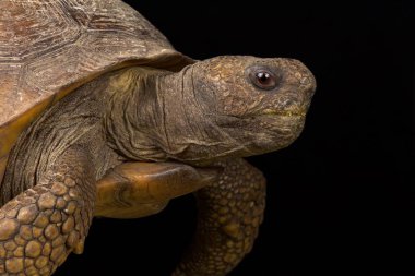 Gopher kaplumbağa (Gopherus polyphemus)