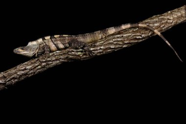 Siyah dikenli iguana (Ctenosaura similis)