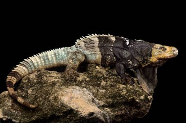 Siyah göğüslü dikenli kuyruklu Iguana (Ctenosaura melanosterna)