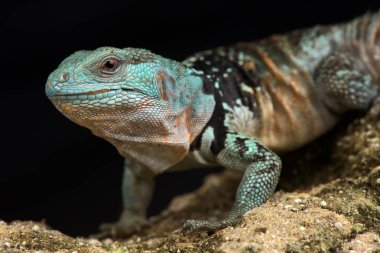 Yucatan Dikenli Kuyruklu İguana (Cachryx Savunucusu)