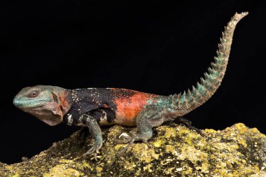 Campeche dikenli iguana (Cachryx alfredschmidti)