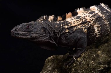 Roatan Dikenli Kuyruklu İguana (Ctenosaura Oedirhina)