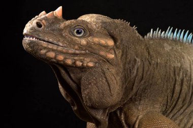 Hispaniolan Gergedan Iguana (Cyclura cornuta cornuta cornuta)