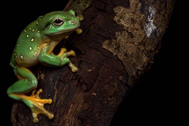 Muhteşem ağaç kurbağası (Litoria splendida)