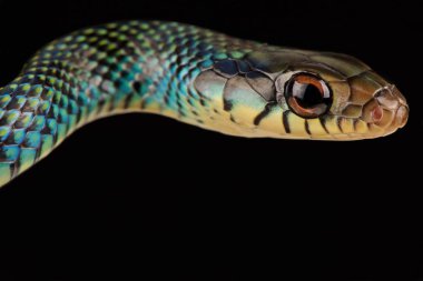 Benekli yarışçı (Drymobius margaritiferus margaritiferus)