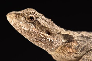 Batılı sakallı ejderha (Pogona minör)