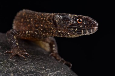 Tuxtla Tropik Gece Kertenkelesi (Lepidophyma smokin)