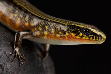 Ingrid Galliwasp (Celestus ingridae) yakın çekim