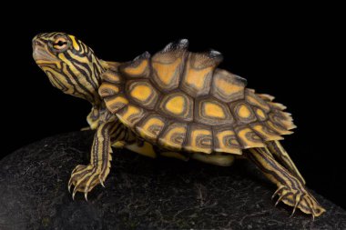 Sarı-başlıdırlar harita kaplumbağa (graptemys flavimaculata)