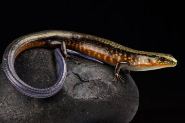 Ingrid Galliwasp (Celestus ingridae) yakın çekim