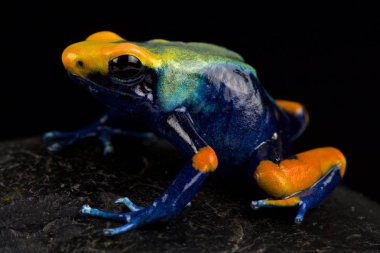 Tavuskuşu dartı kurbağası (dendrobates tinctorius) tumucumaque