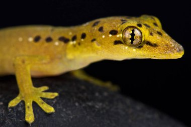 Polillo sahte gecko (Pseudogekko smaragdinus)