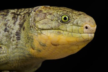 Maymun kuyruklu kertenkele (Corucia zebrata zebrata)