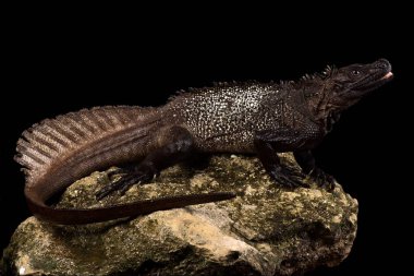 Amboina yelkenli kertenkele (Hydrosaurus amboinensis)
