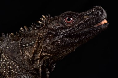 Siyah iguana yaklaş. 