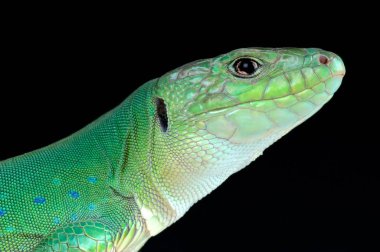 Moroccan eyed lizard (Timon tangitanus) clipart