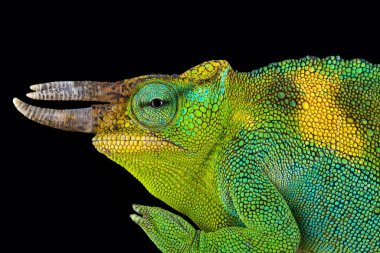Johnston's chameleon (Trioceros johnstoni) clipart