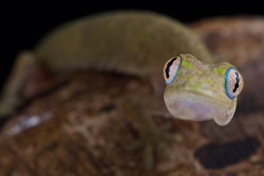 Filipin sahte kertenkelesi (Pseudogekko compresicorpus)