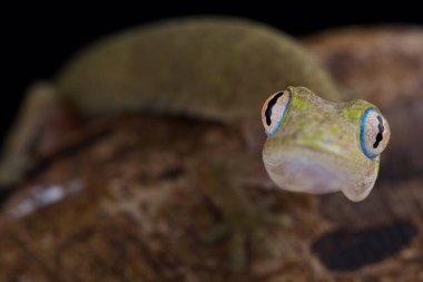 Philippine false gecko (Pseudogekko compresicorpus) clipart