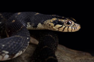 Florida su yılanı (Nerodia fasciata pictiventris)
