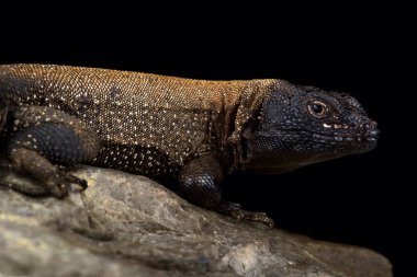 Koyu Whorltail Iguana (Stenocercus melanopygus)