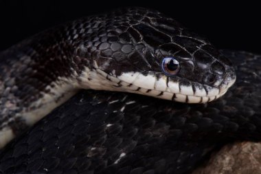 Amur Ratsnake (Elaphe schrenckii) 