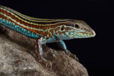 Blackbelly Racerunner (Aspidoscelis Deppii) 