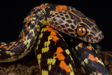 Damalı karınlı yılan (Siphlophis cervinus)