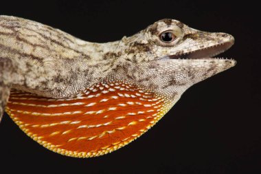 Bark Anole (Norops bouvierii)