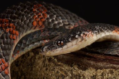 Sahte mercan yılanı (Oxyrhopus petola)