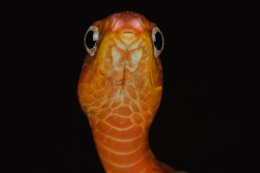 Düz pala yılanı (Chironius scurrulus)